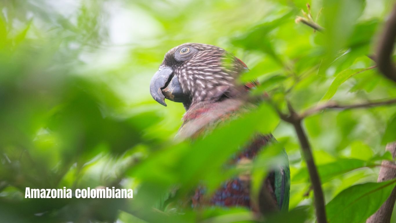 Amazonía Colombiana