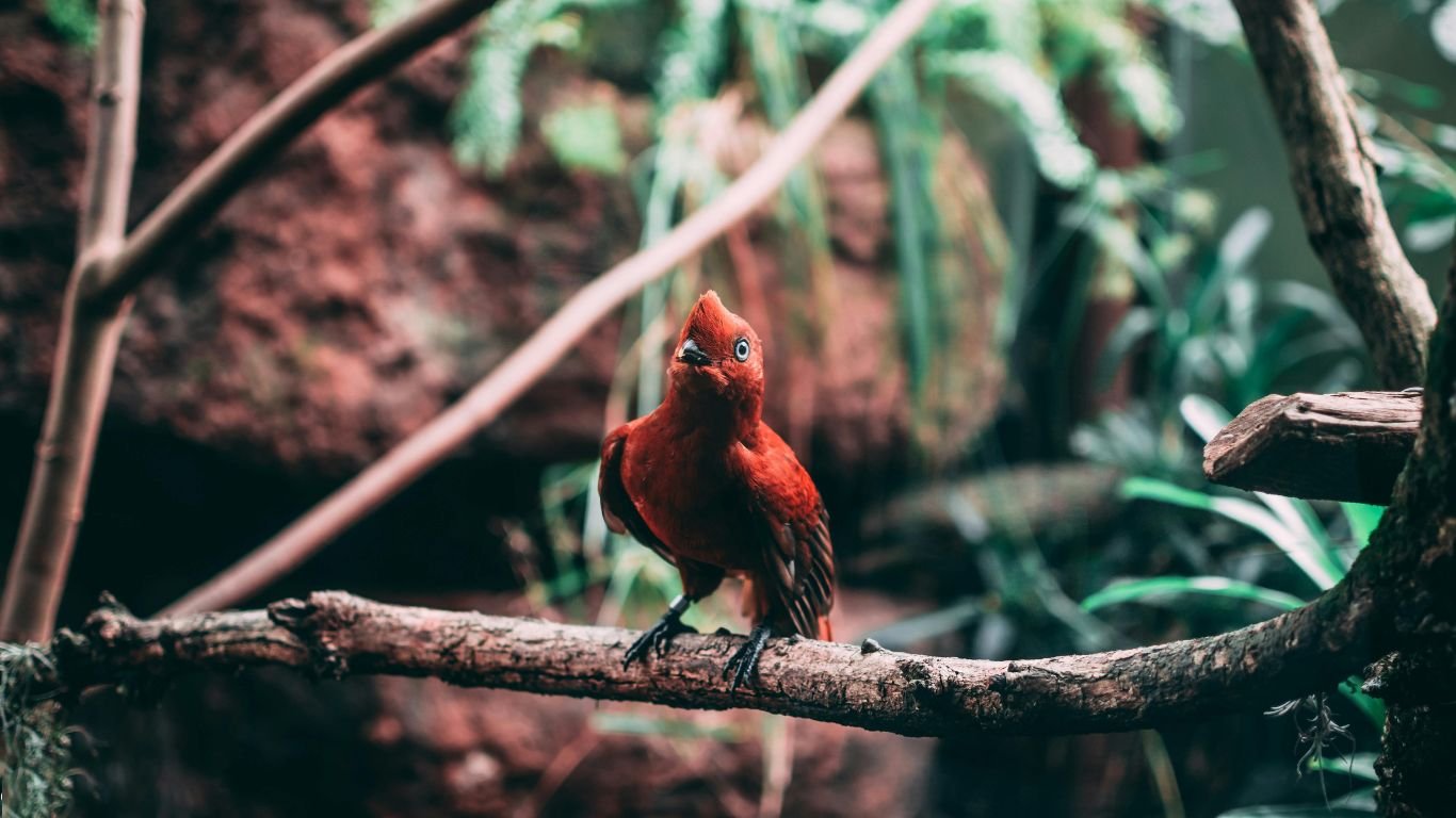 Aves Migratorias en Colombia