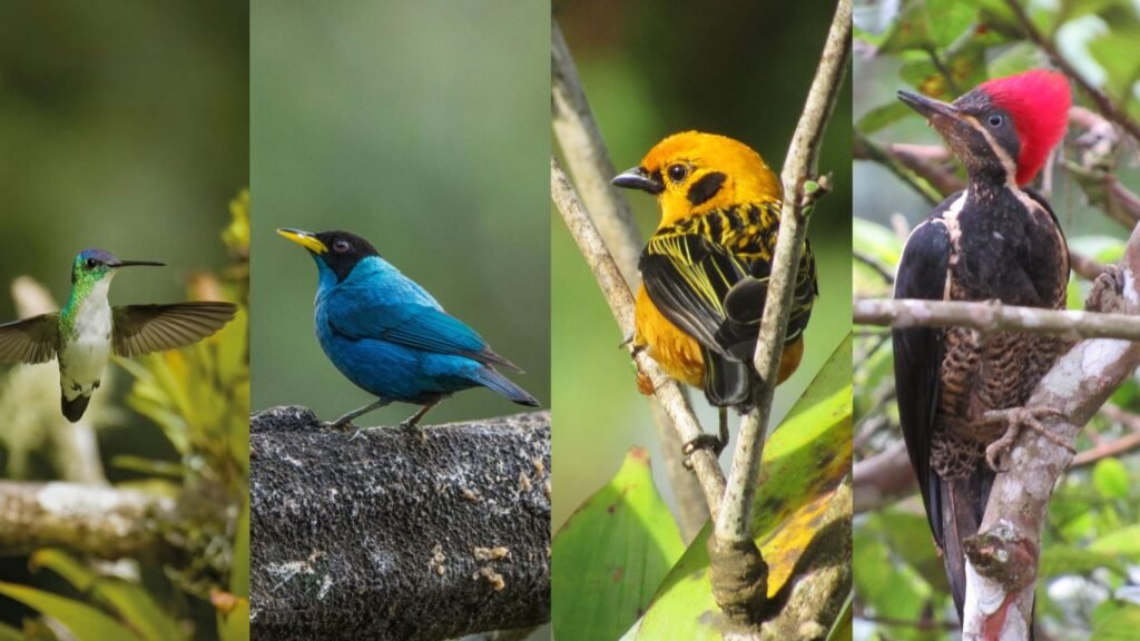 Aves Tropicales en Colombia