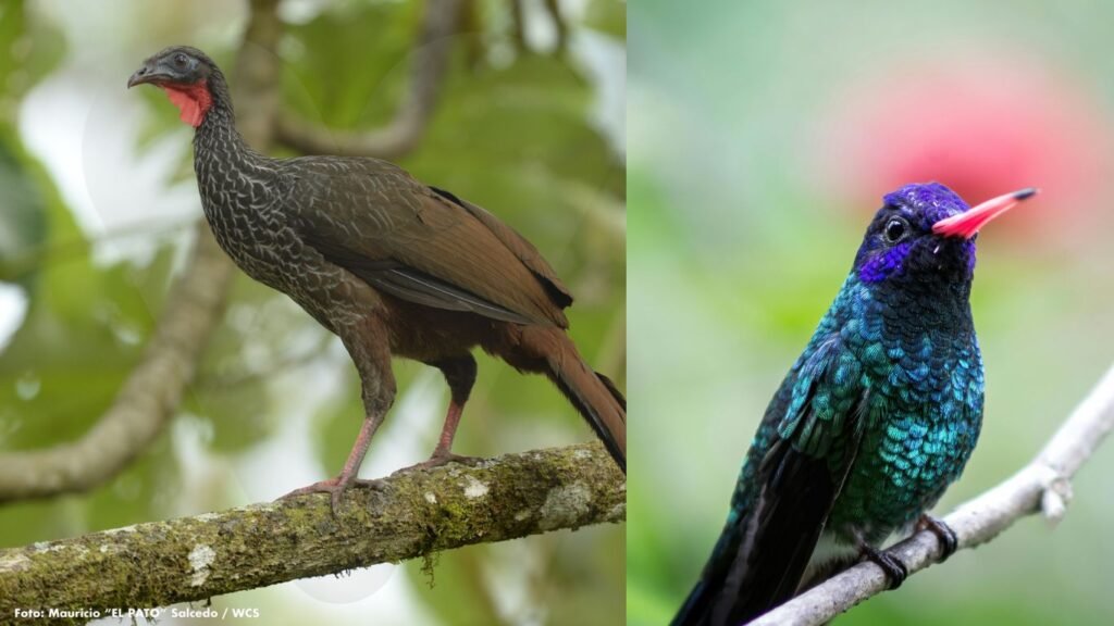 Aves en Peligro Extinción