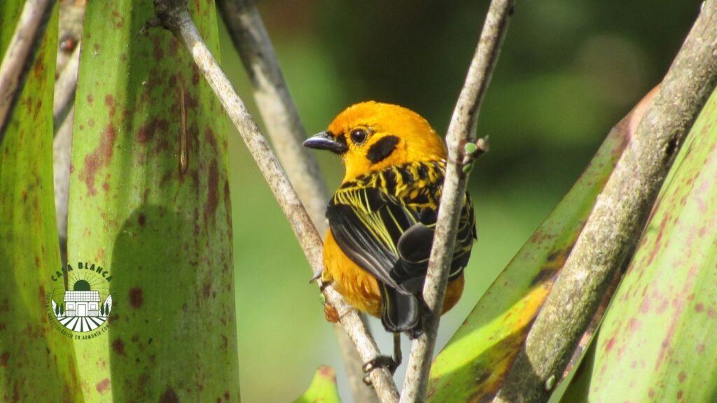 Capturar imagens de aves