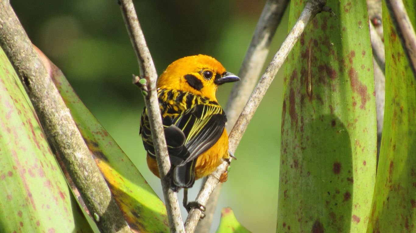 Conservación de Aves