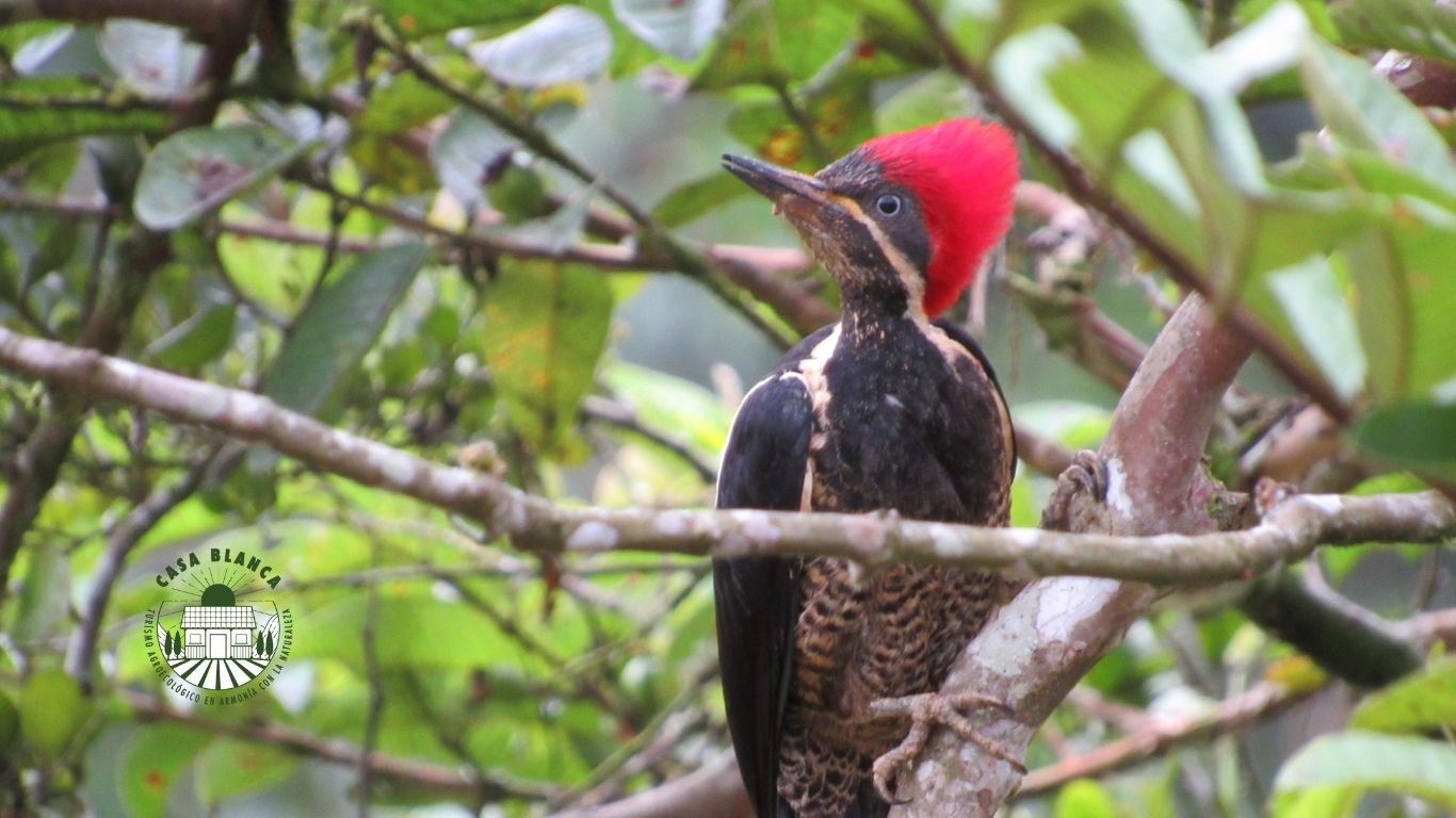 Destinos Birdwatching Colombia