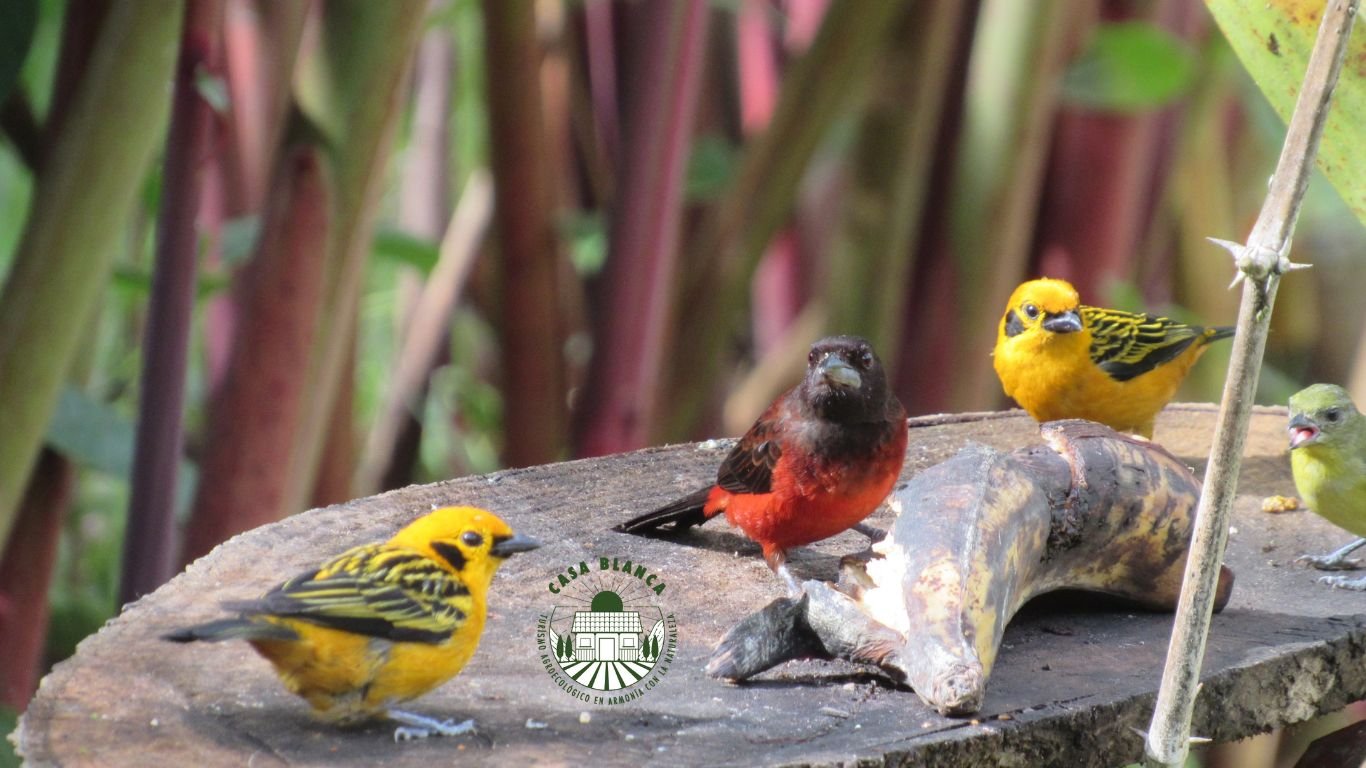 Diversidad Especies Colombia