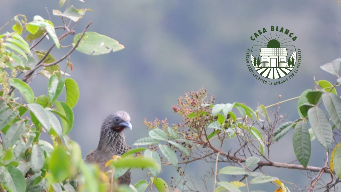 Horas Doradas para Aves