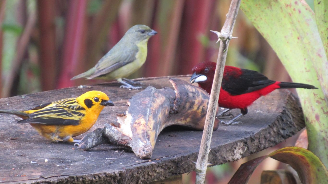 Mundo del Avistamiento de Aves