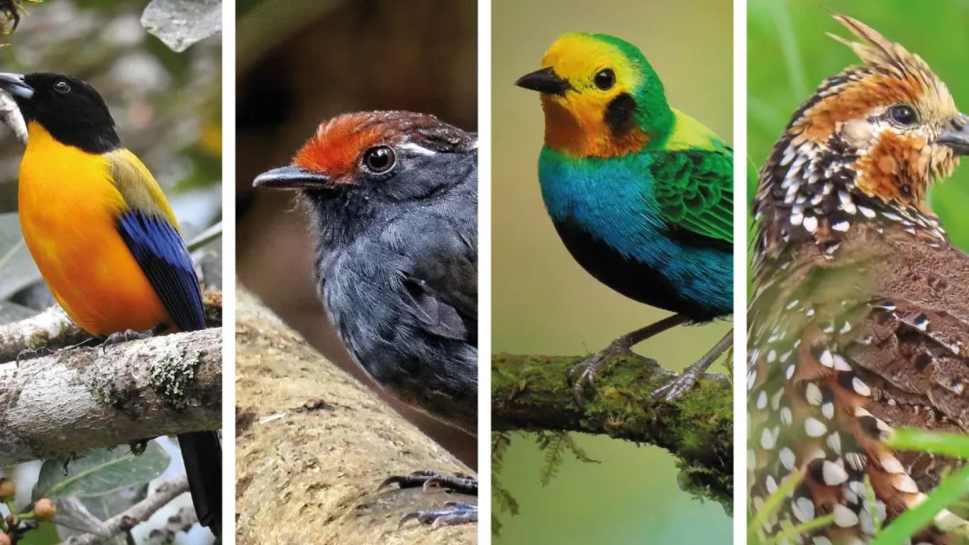 Proyectos Conservación de Aves