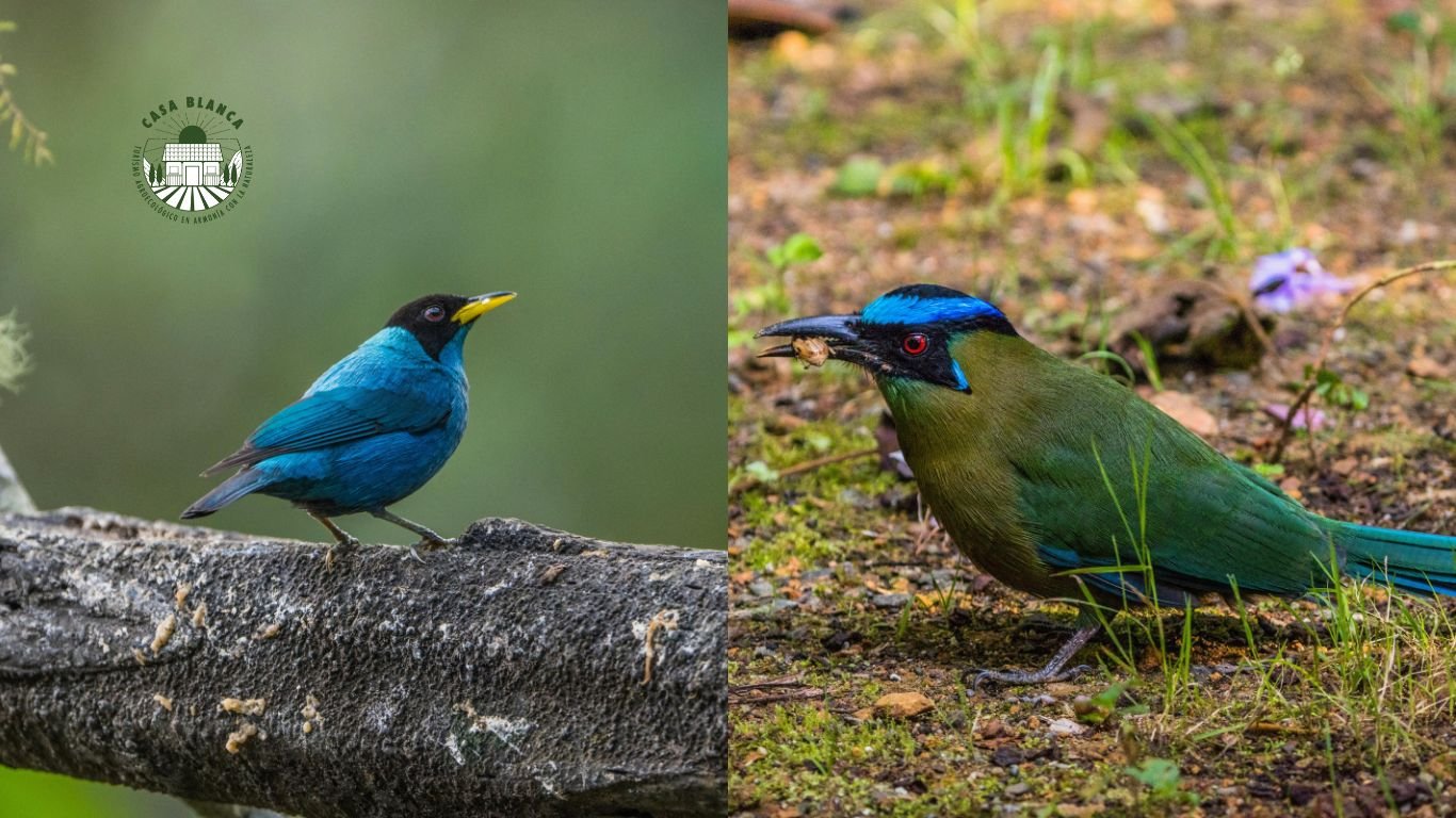 aves endemicas colombia