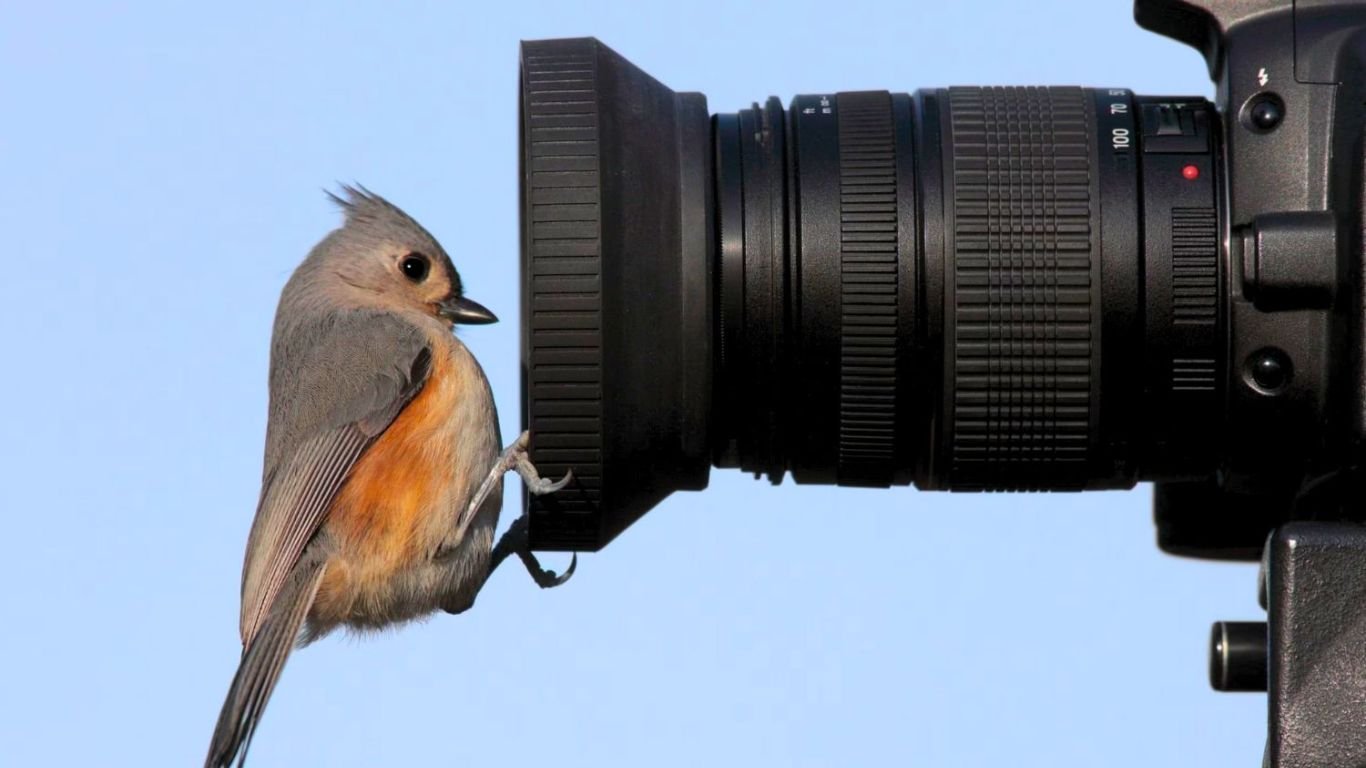 cámaras de fotografía para aves