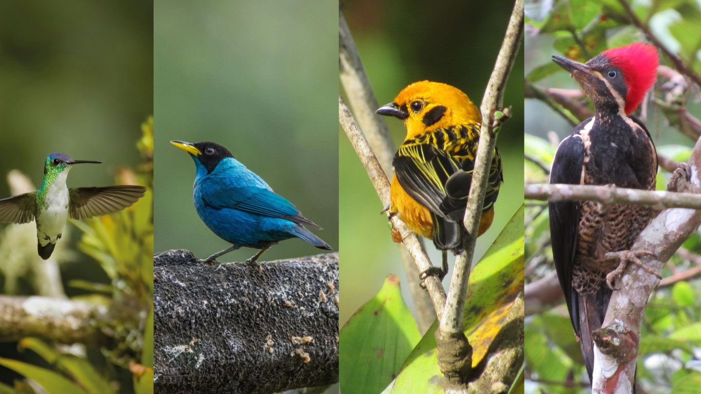 Avistamiento de Aves Valle del Cauca